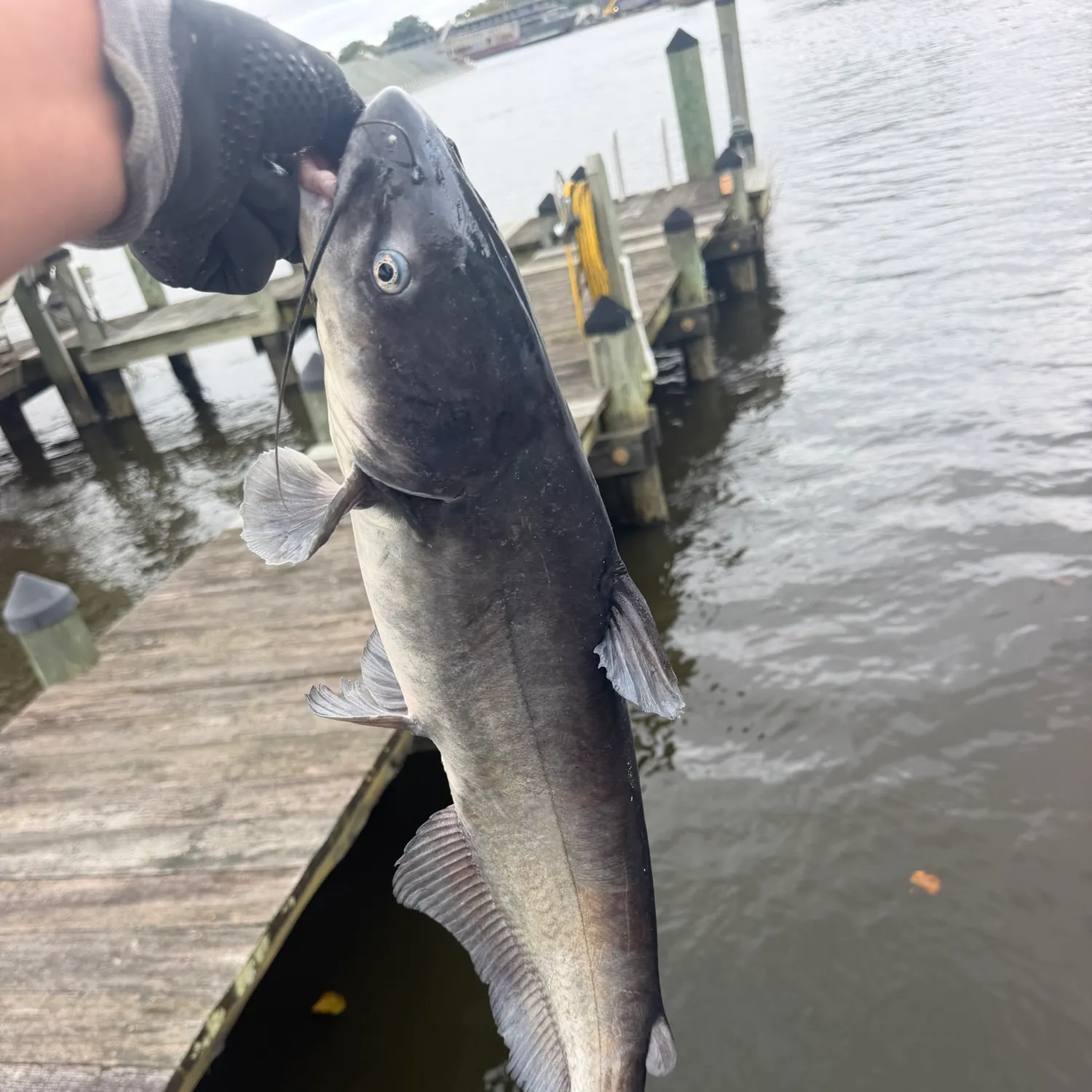 Blue catfish caught on Fishbrain