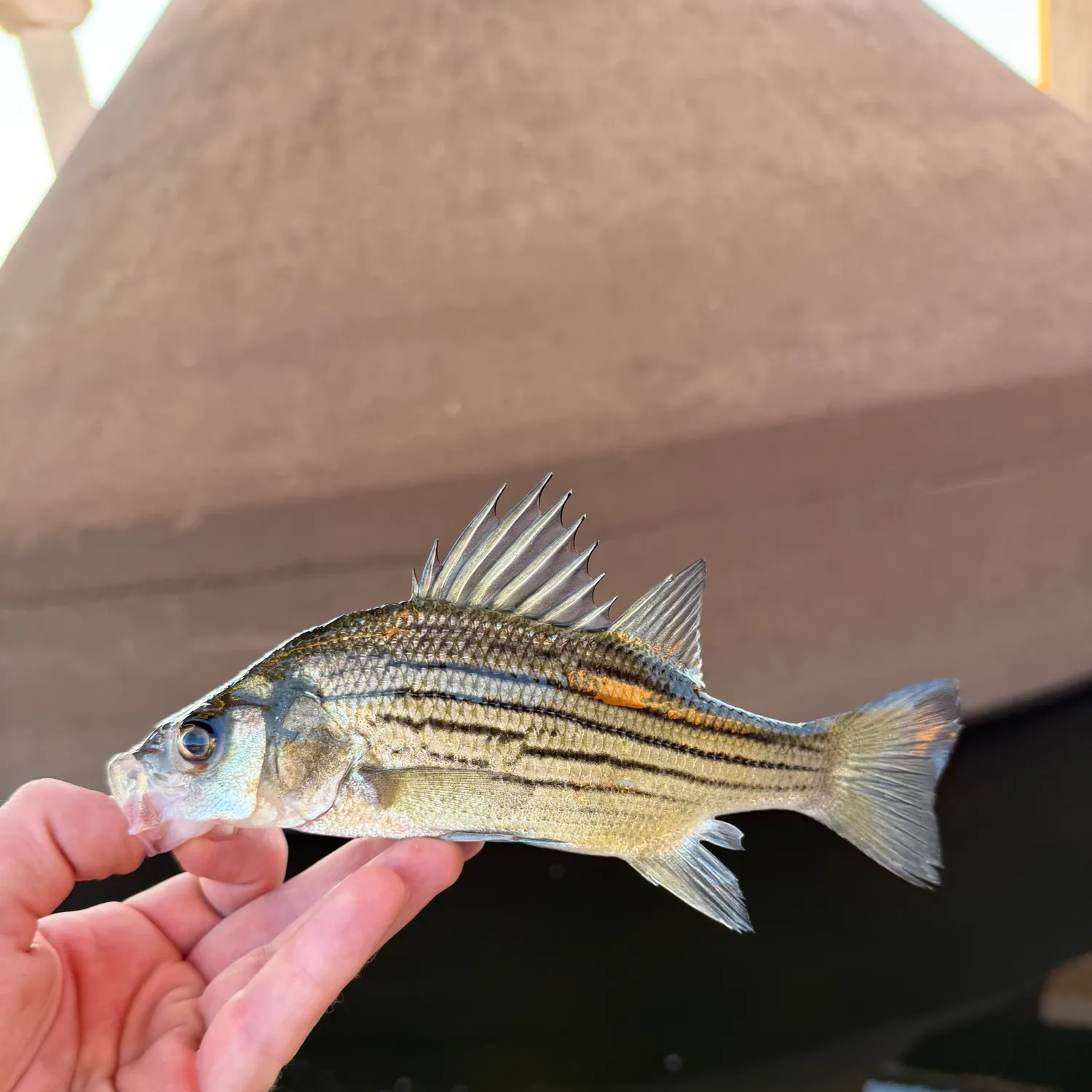 Yellow bass caught on Fishbrain