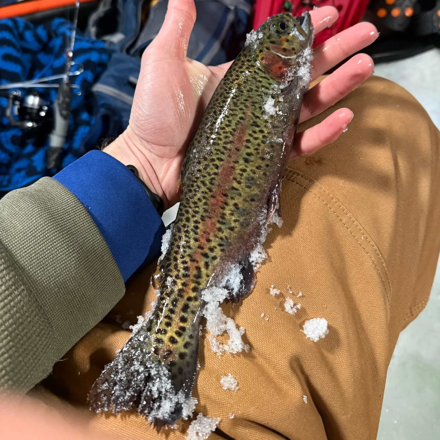 recently logged catches