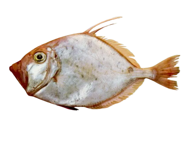 Silver dory