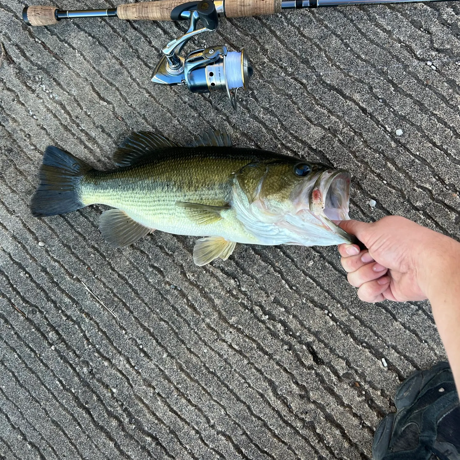 Largemouth bass caught on Fishbrain