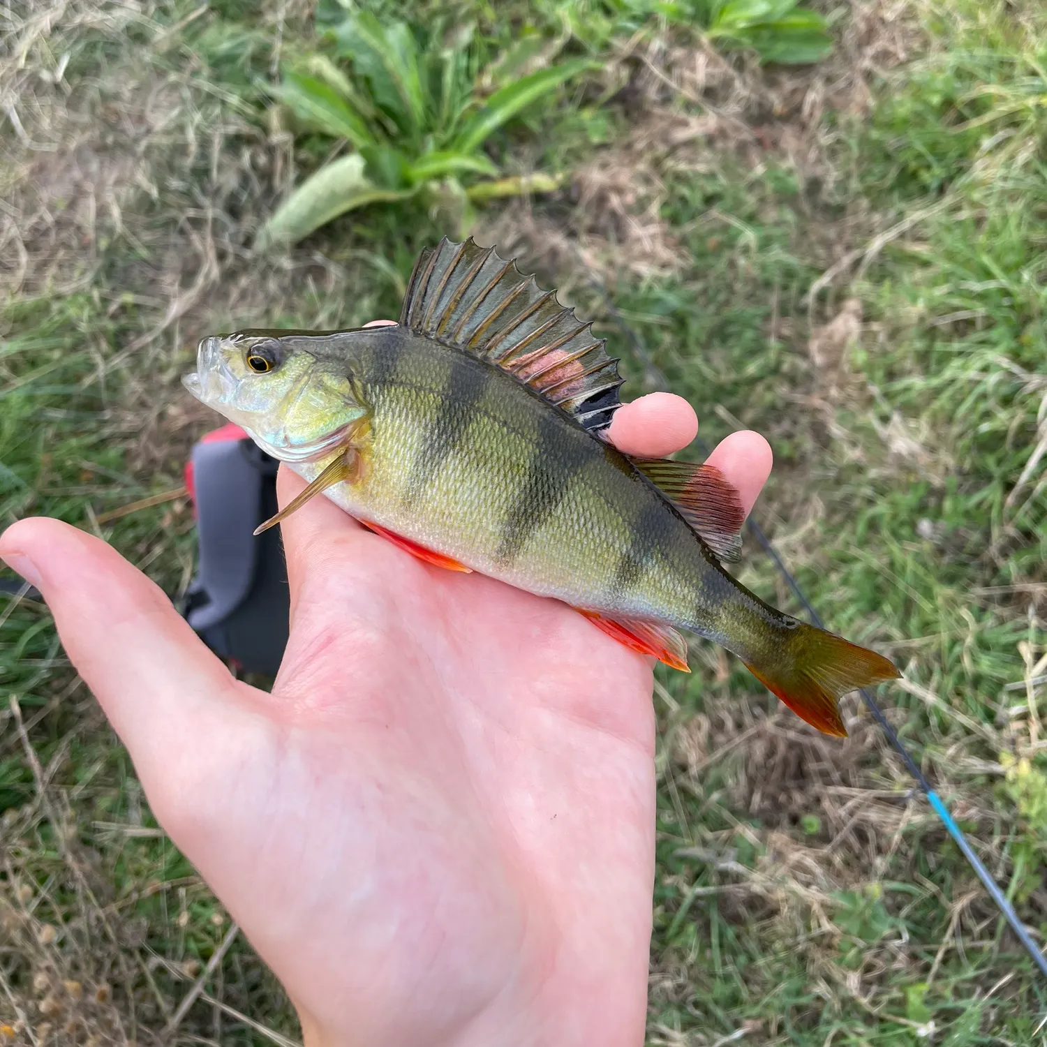 European perch caught on Fishbrain