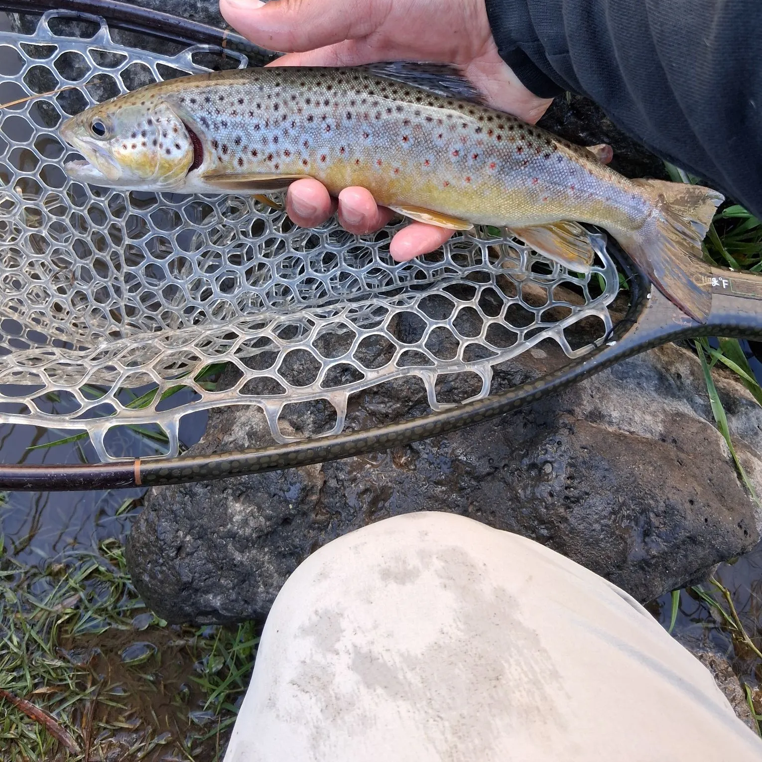 Brown trout caught on Fishbrain