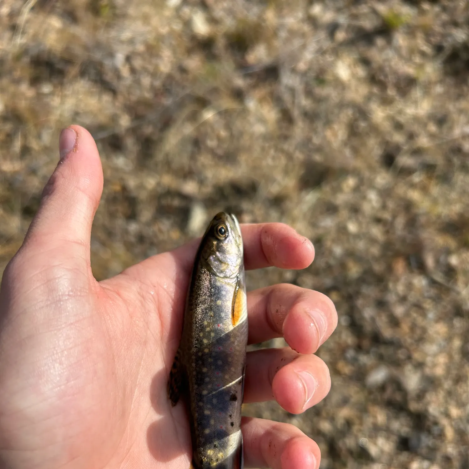Brook trout caught on Fishbrain