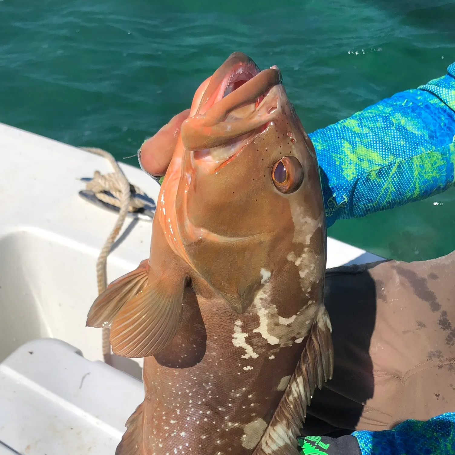 The most recent Red grouper catches on Fishbrain
