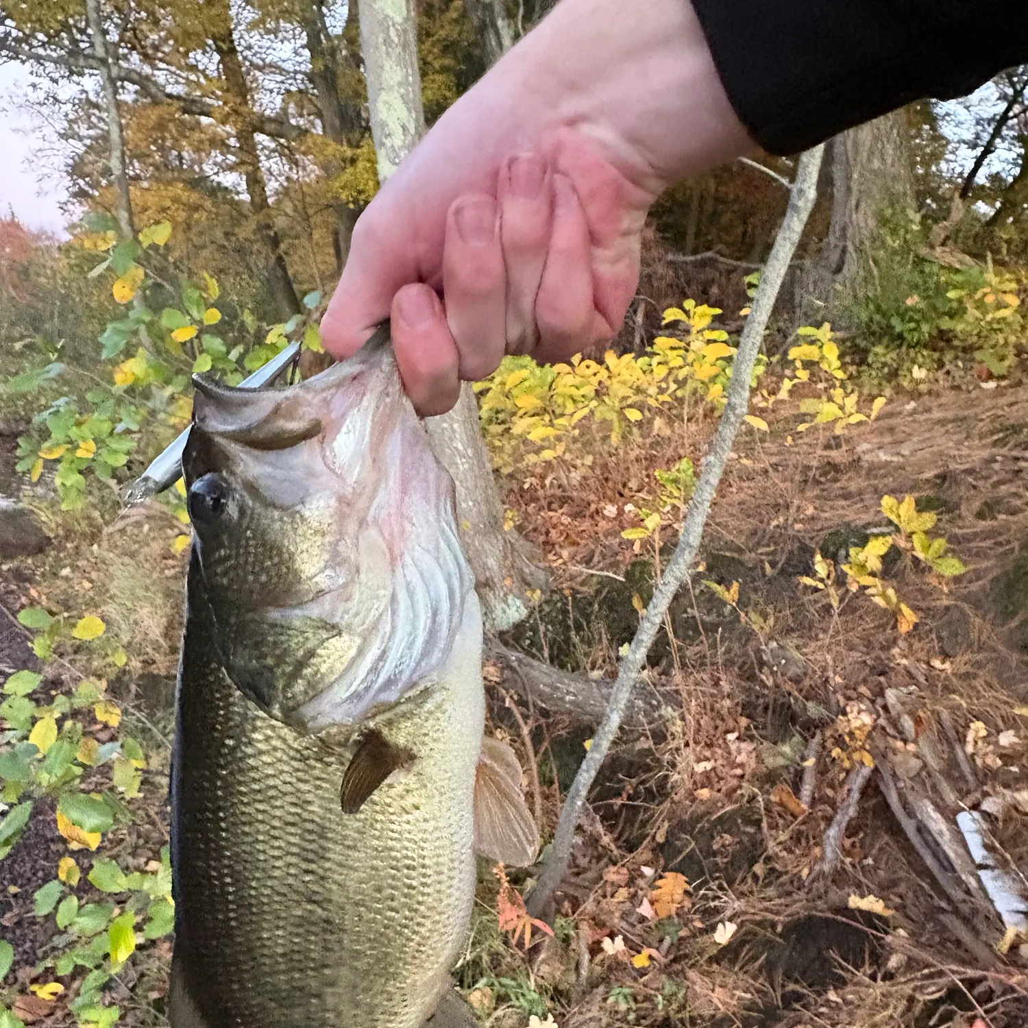 Largemouth bass caught on Fishbrain