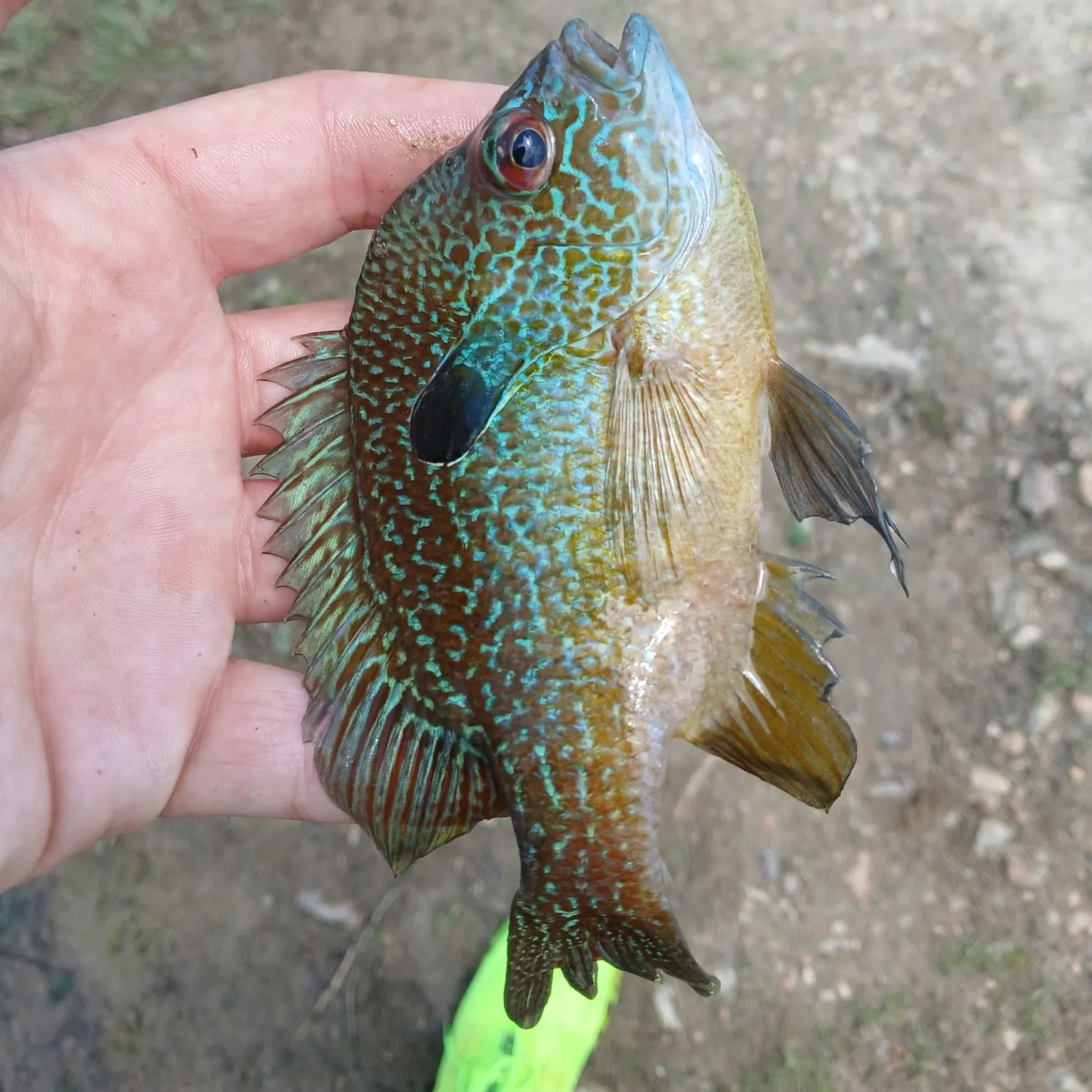 The most recent Swampland longear sunfish catches on Fishbrain