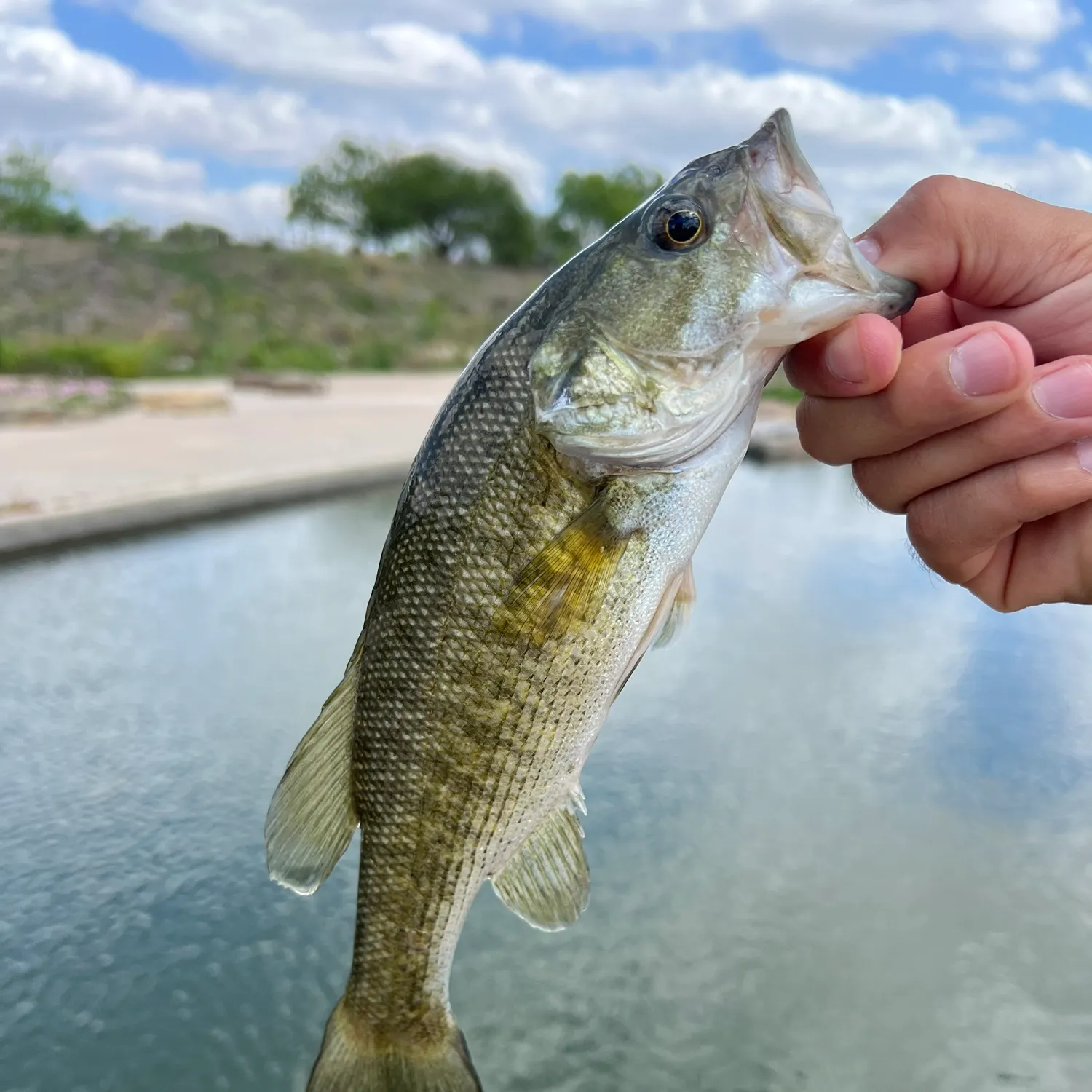 The most recent Guadalupe bass catches on Fishbrain