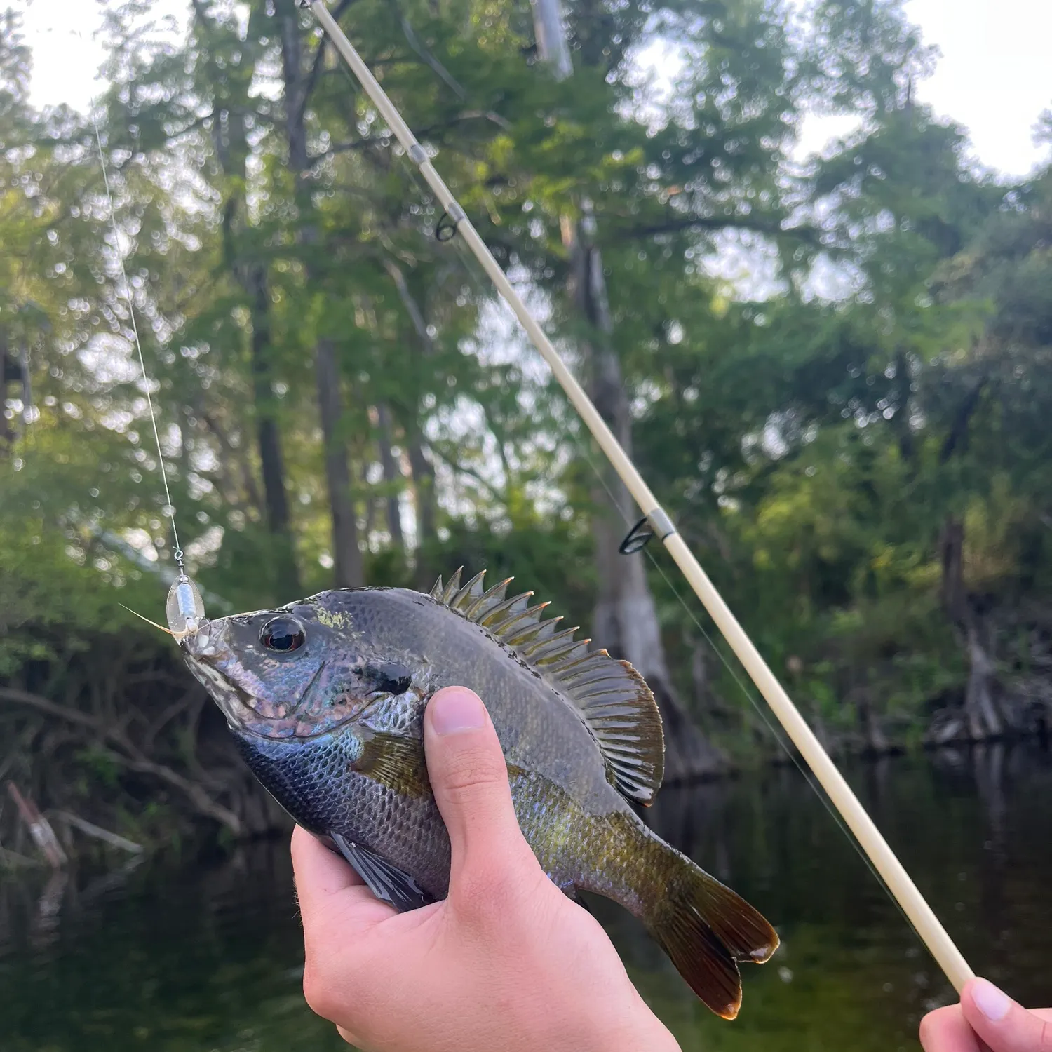 The most recent Coppernose bluegill catches on Fishbrain