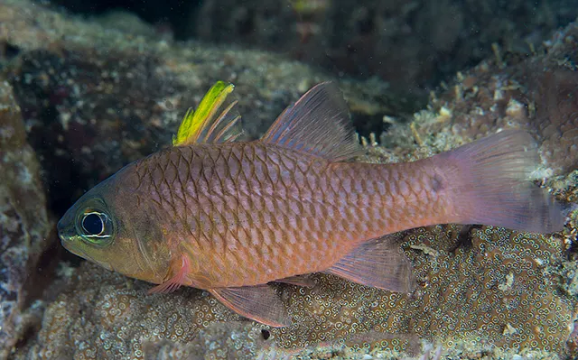 Iridescent cardinalfish