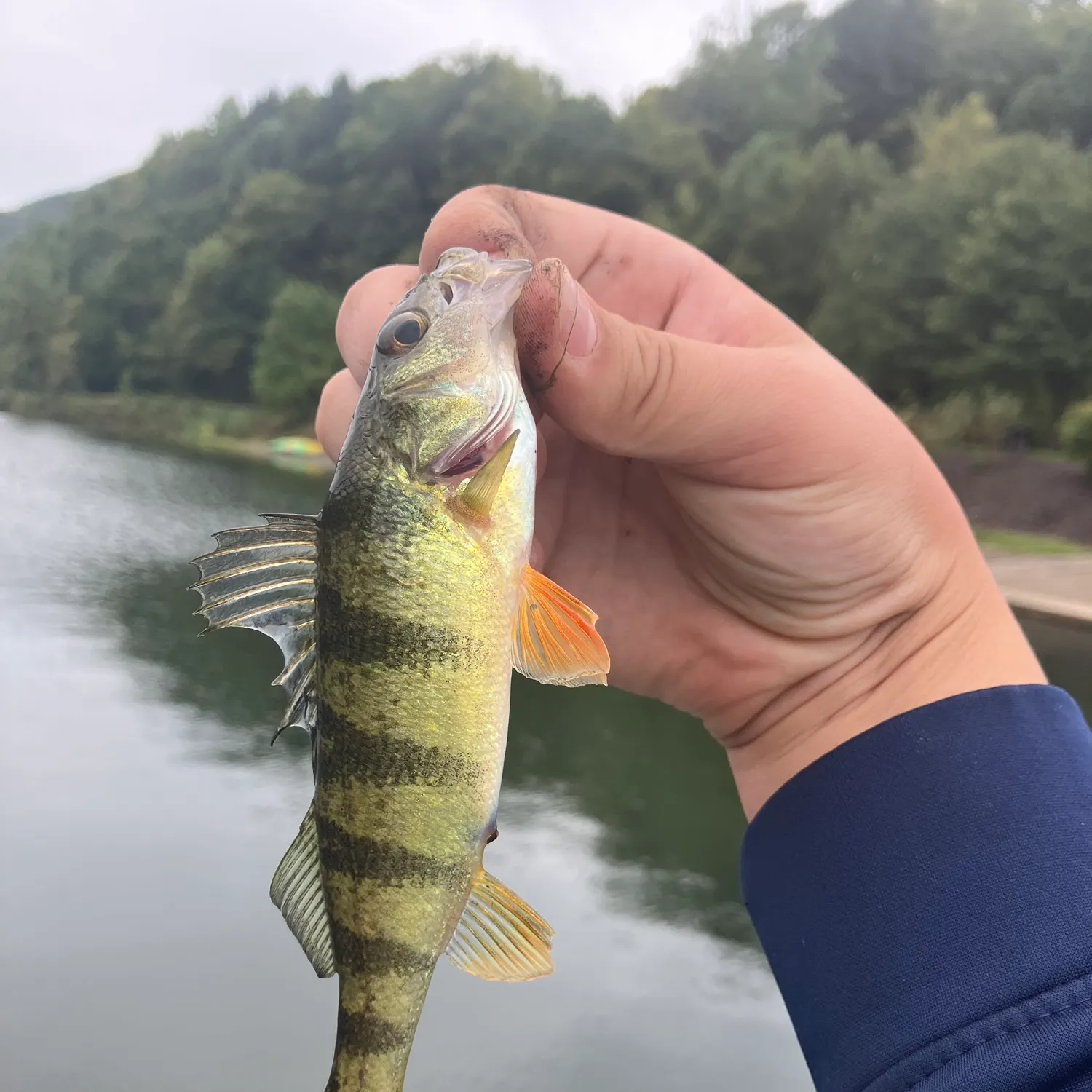Yellow perch caught on Fishbrain