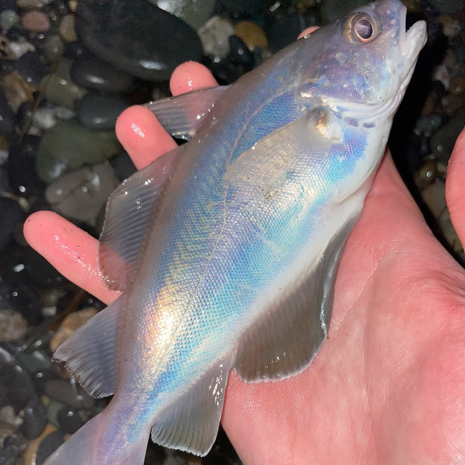 The most recent Pouting catches on Fishbrain