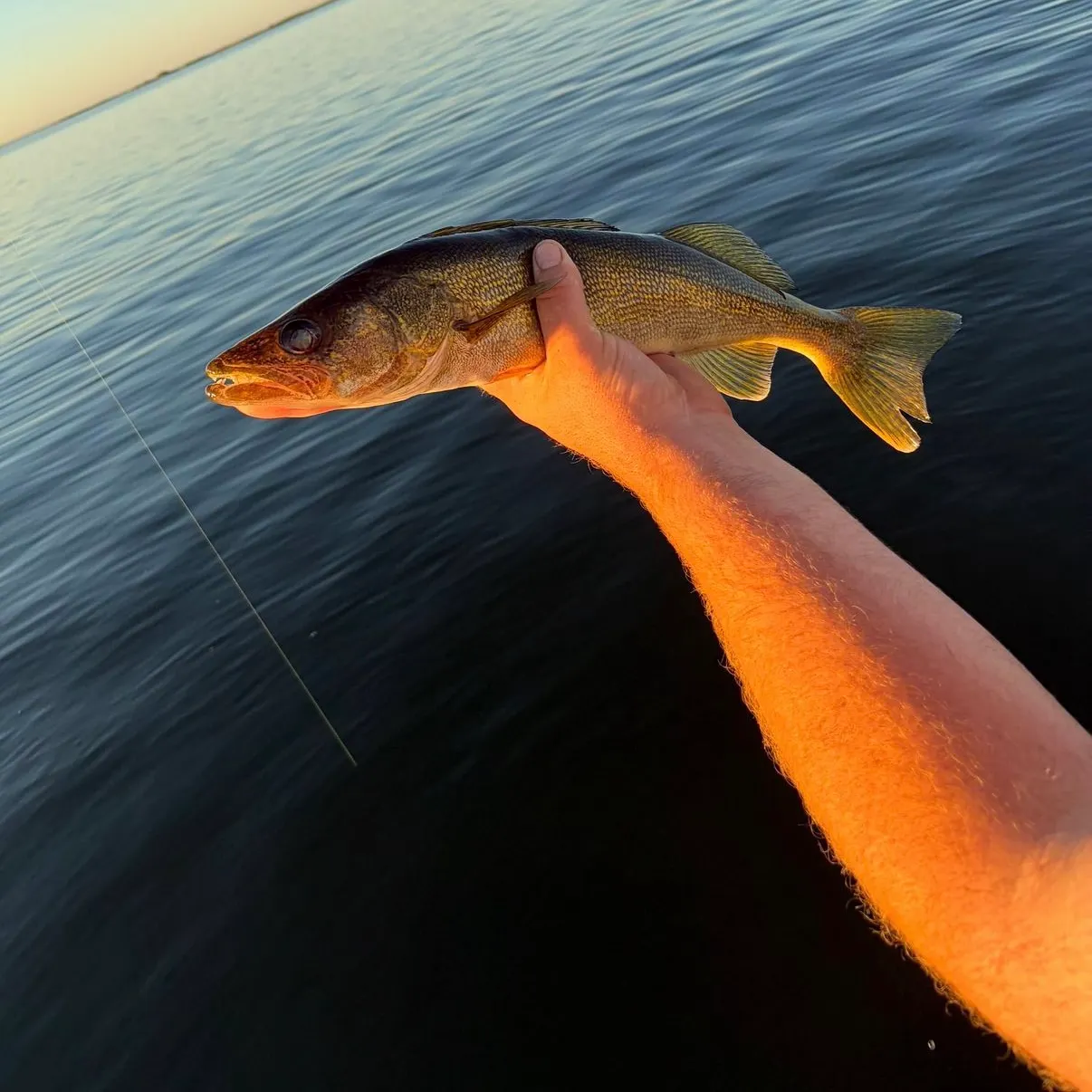 Walleye caught on Fishbrain