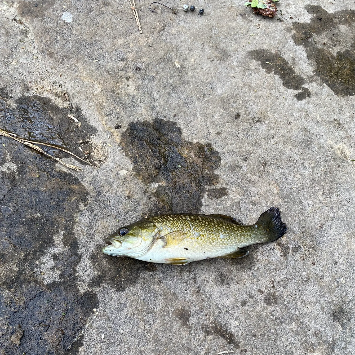 Fish caught on Fishbrain