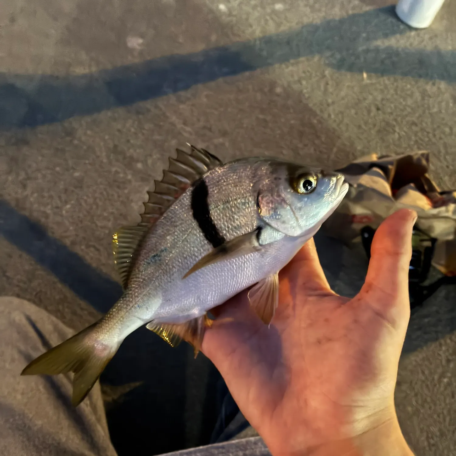 Sargo caught on Fishbrain