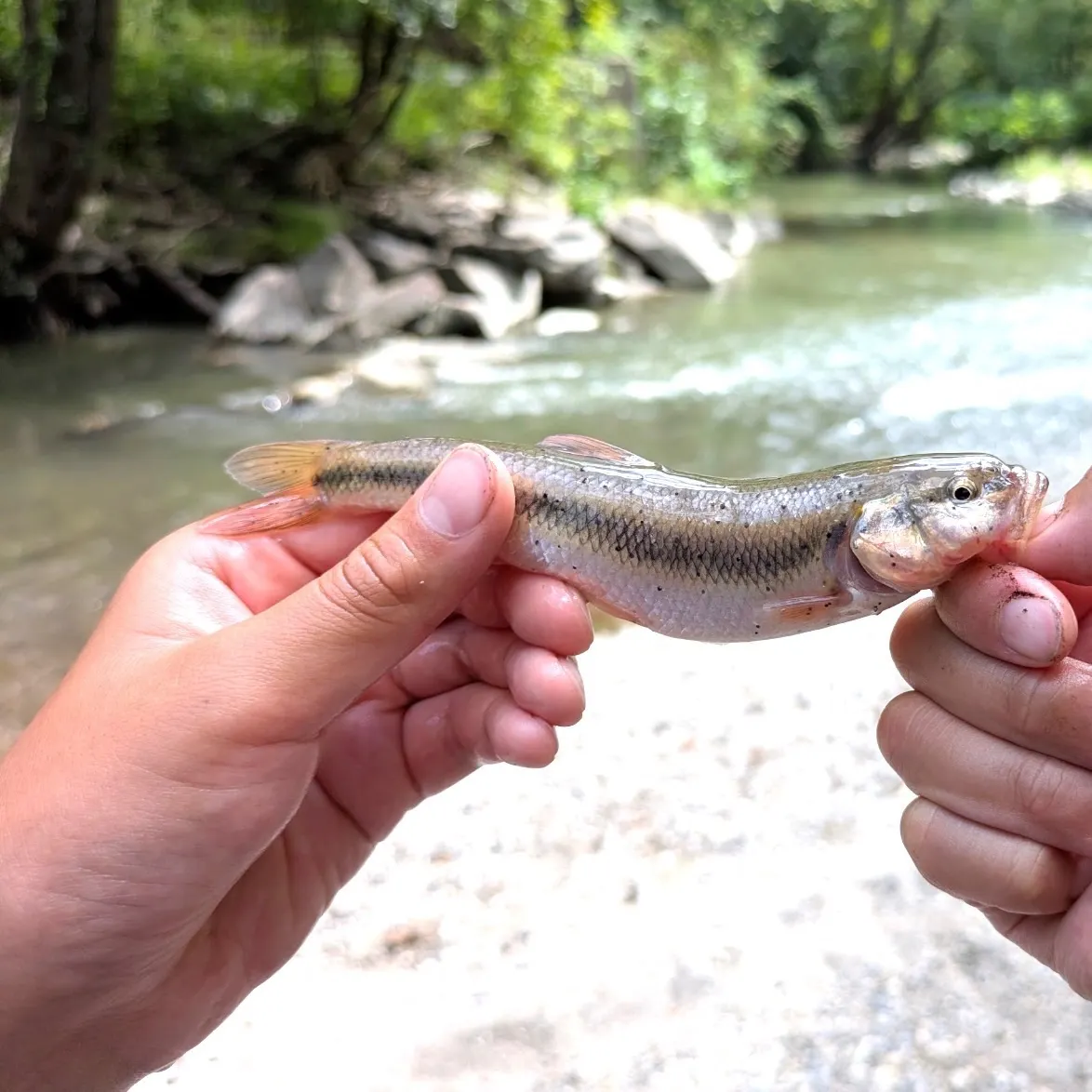 Creek chub caught on Fishbrain