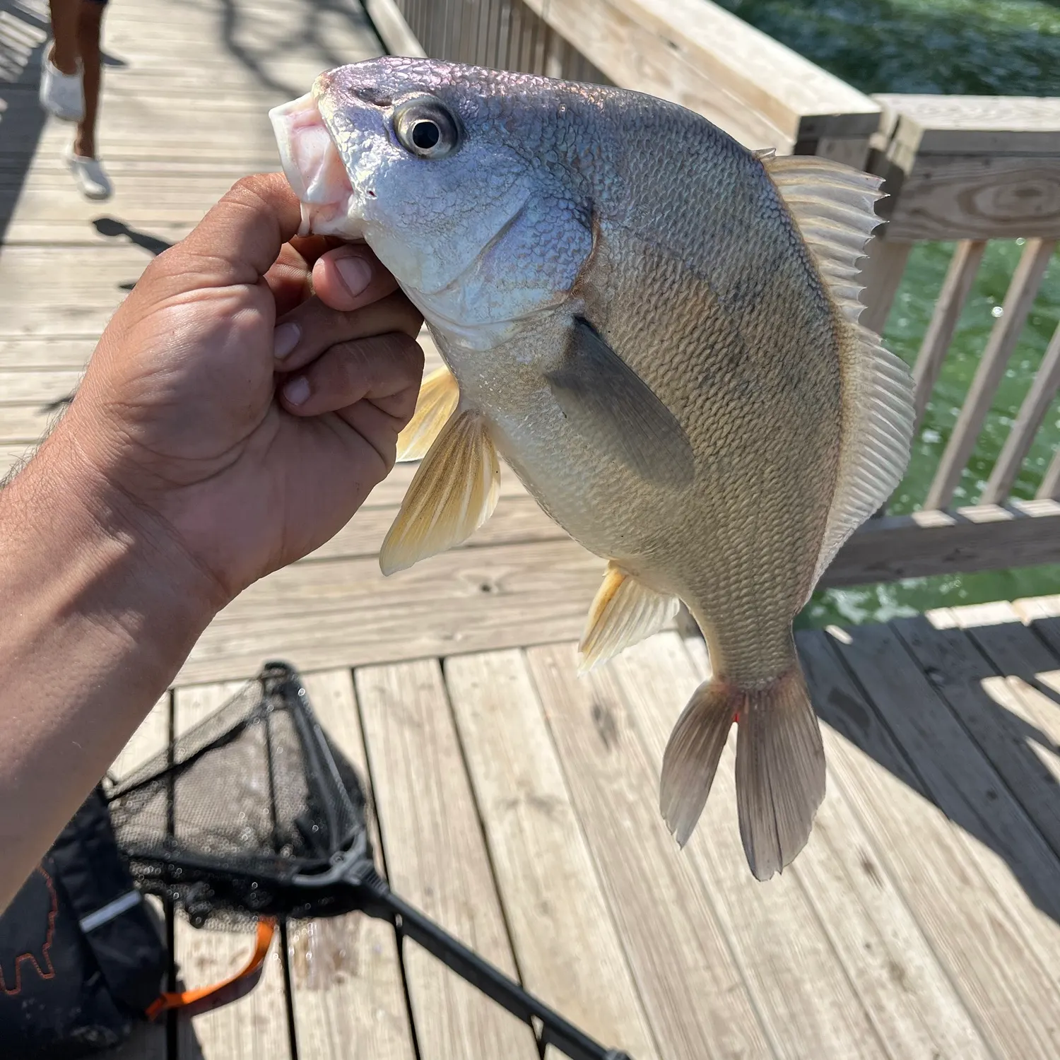 Freshwater drum caught on Fishbrain