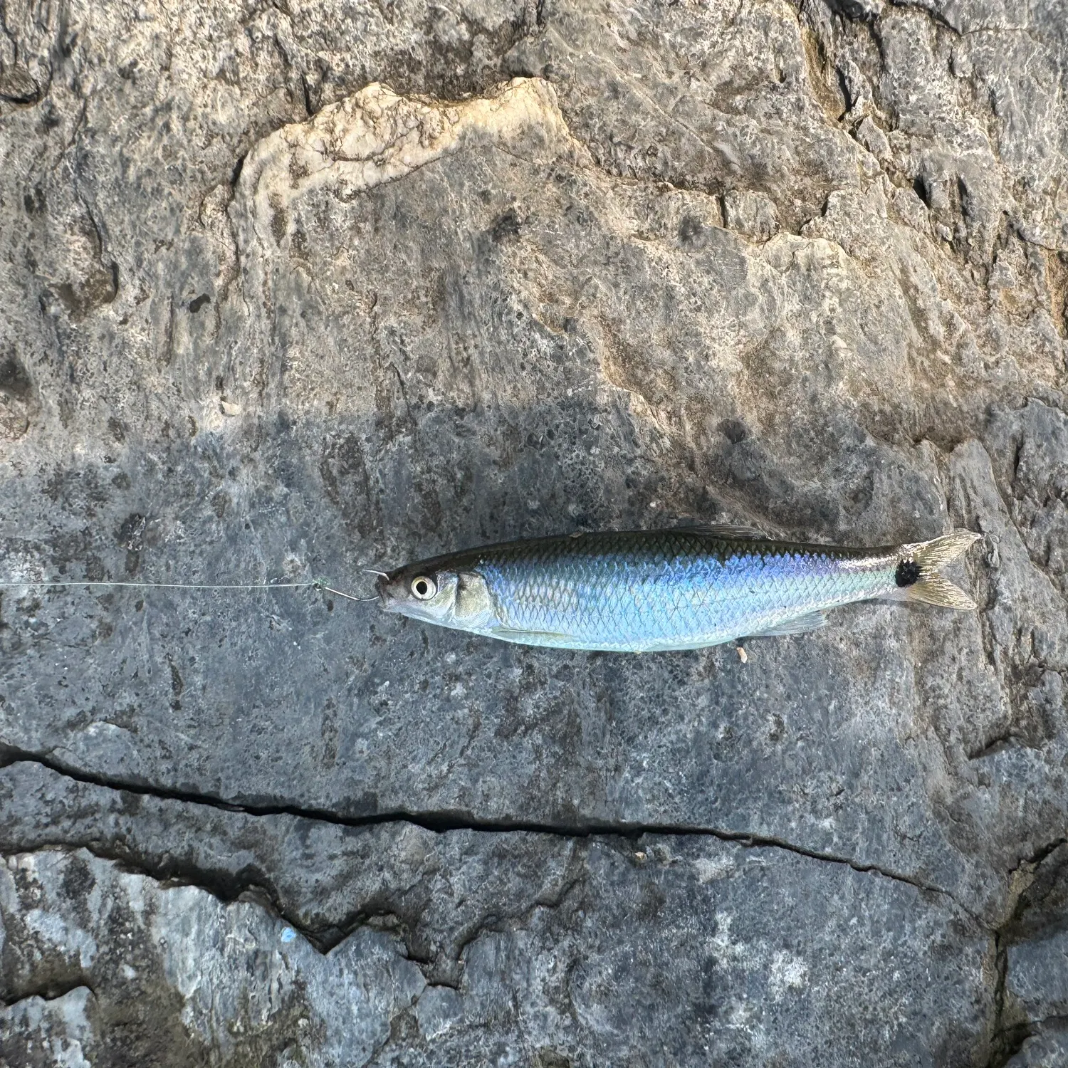 The most recent Blacktail shiner catches on Fishbrain