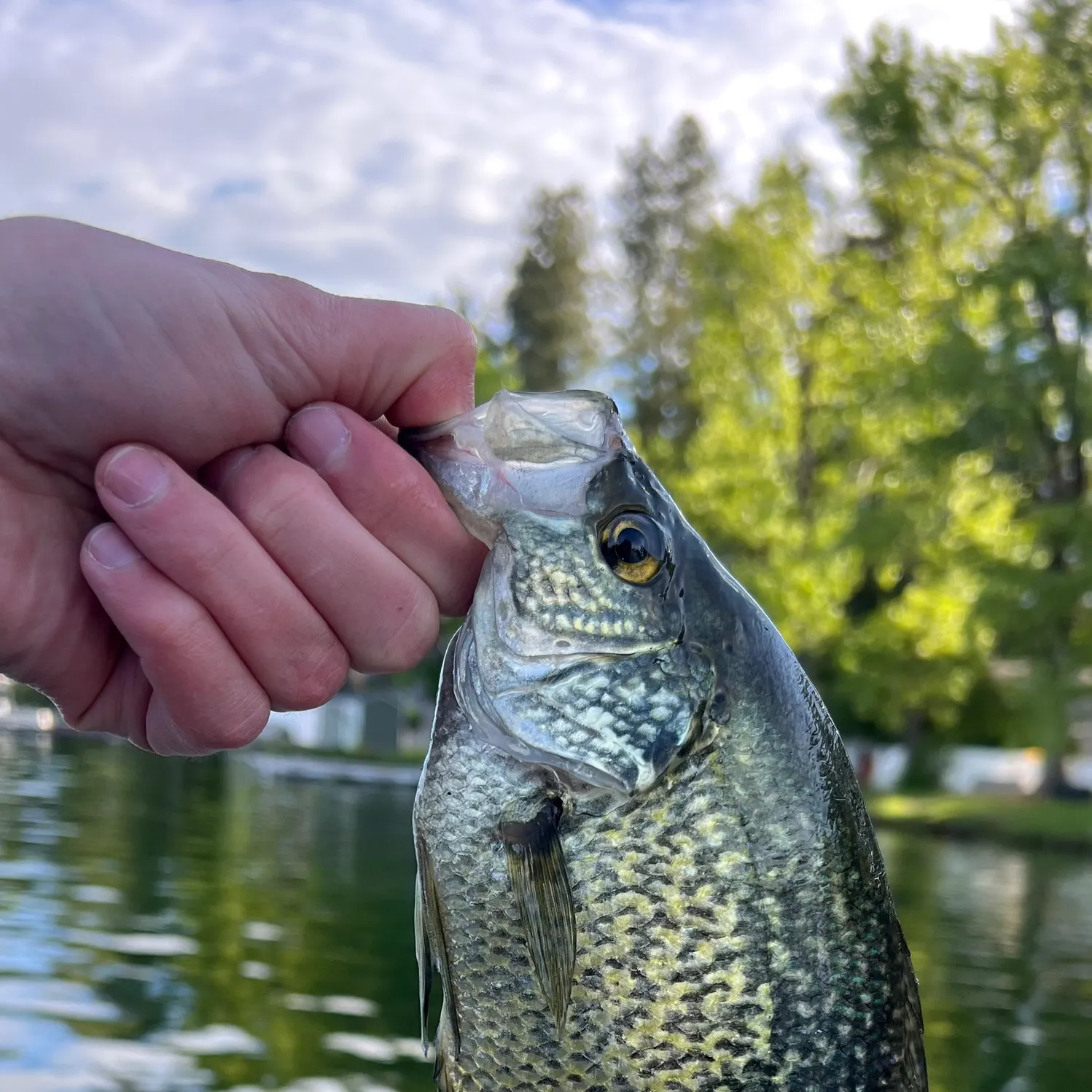 The most recent Black crappie catches on Fishbrain