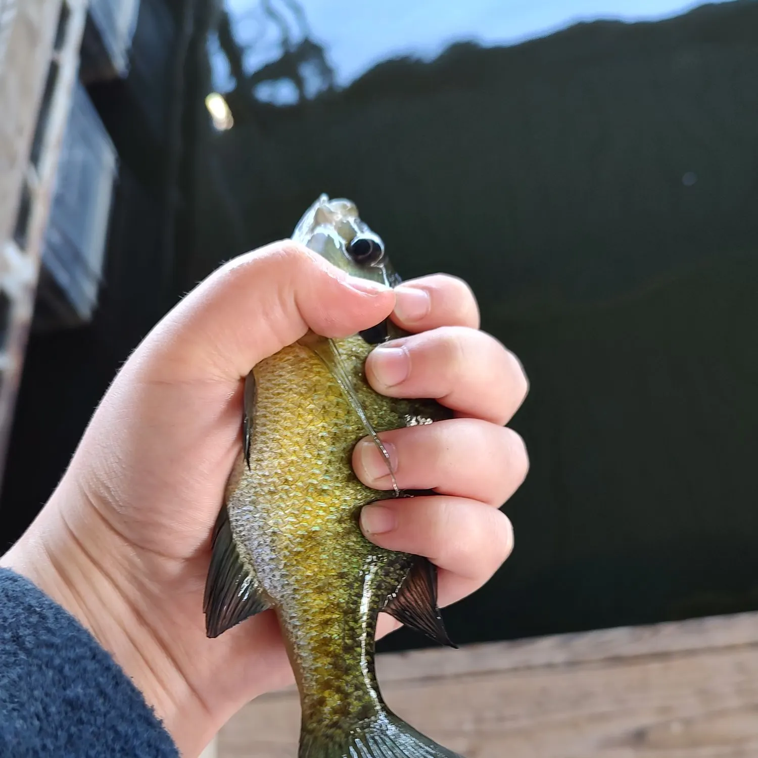 Bluegill caught on Fishbrain
