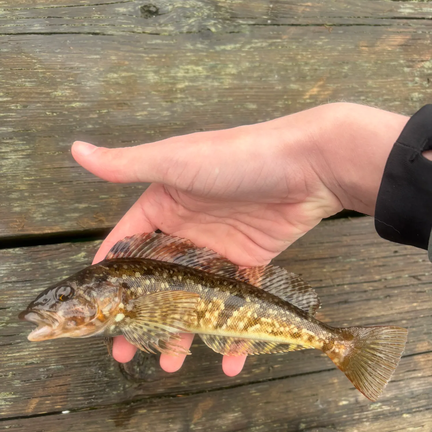 The most recent Whitespotted greenling catches on Fishbrain