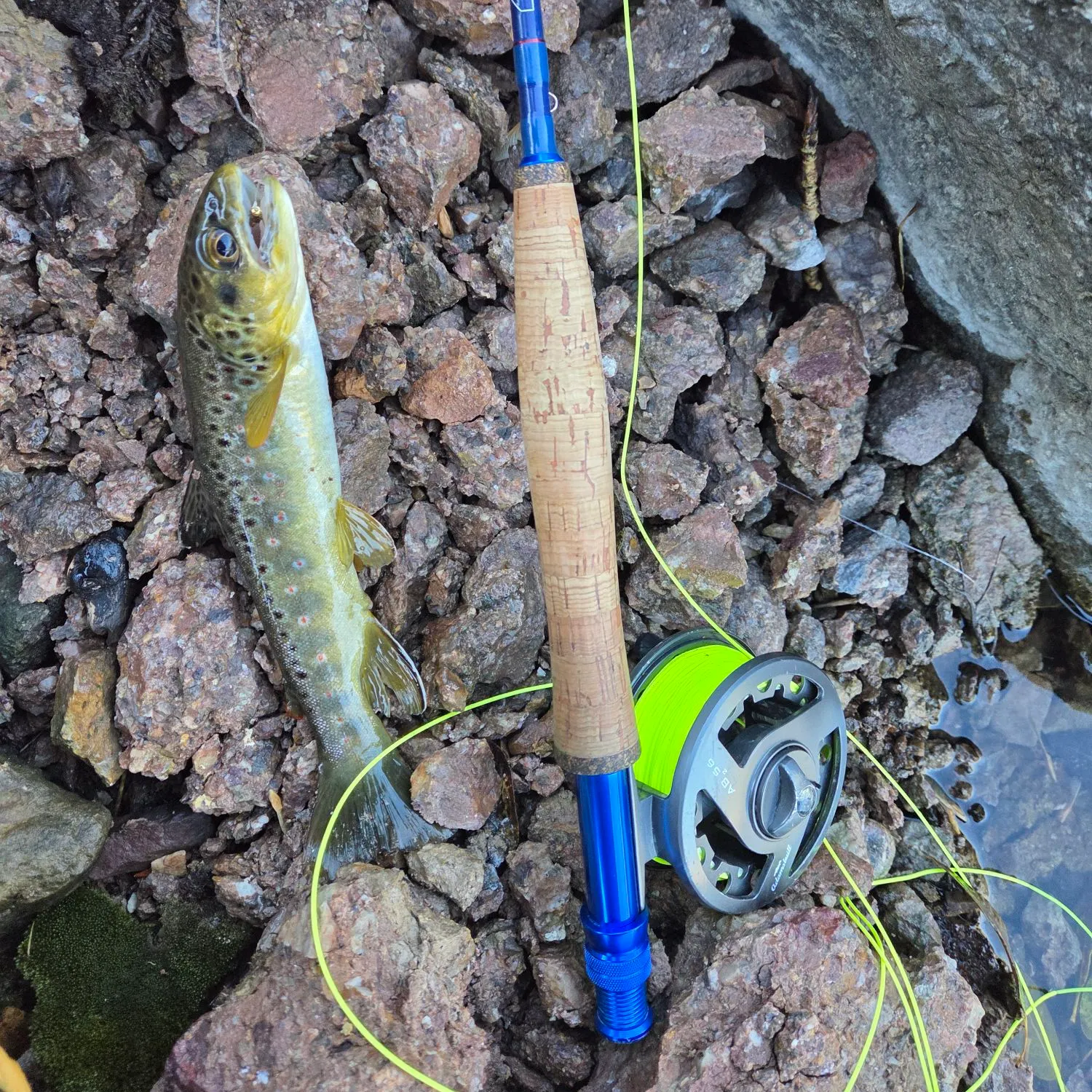 Brown trout caught on Fishbrain