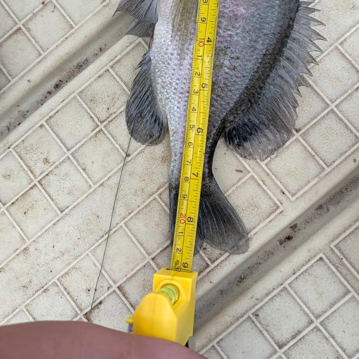 Bluegill caught on Fishbrain