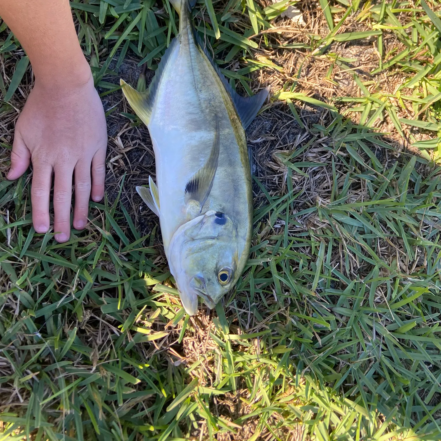 The most recent Crevalle jack catches on Fishbrain