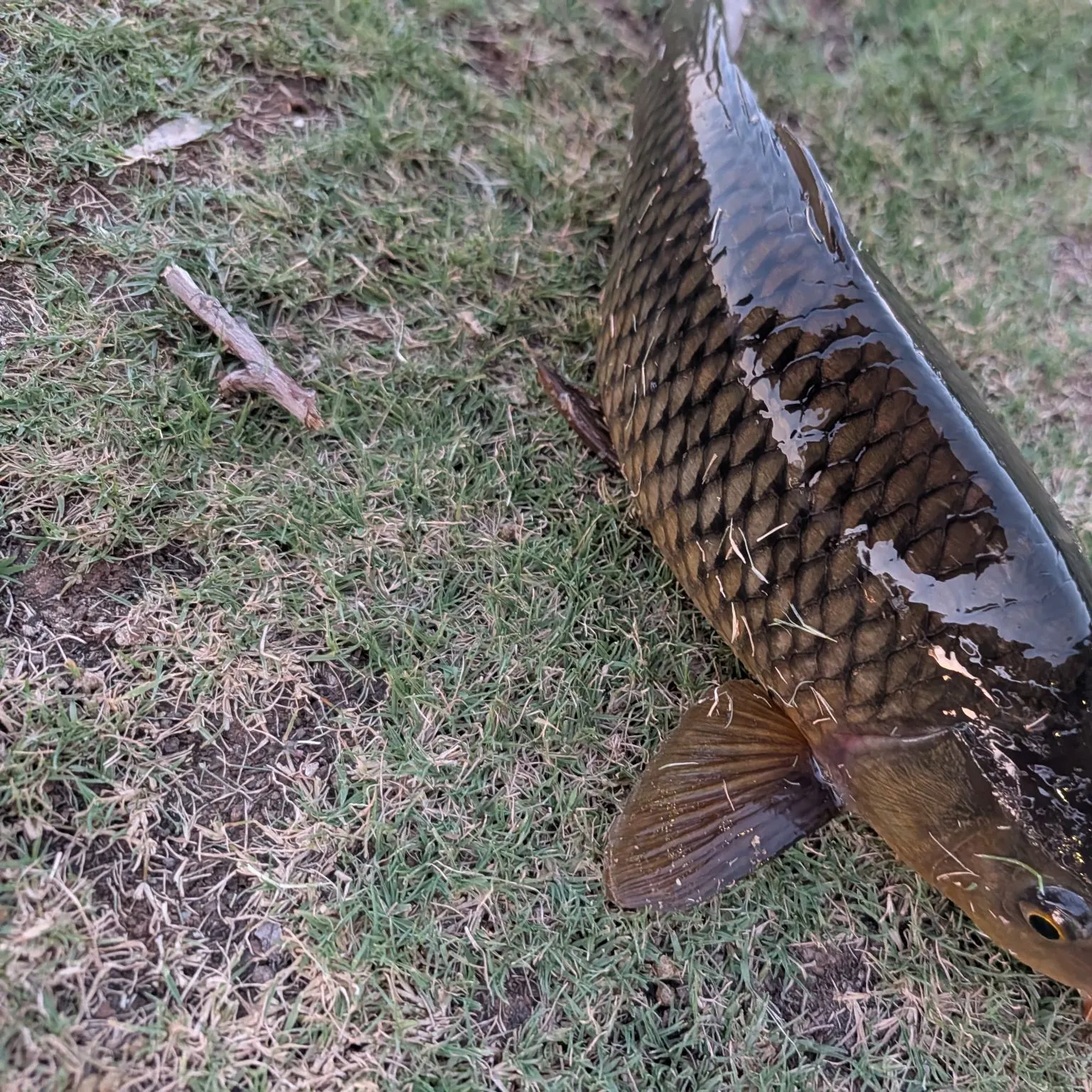 Common carp caught on Fishbrain