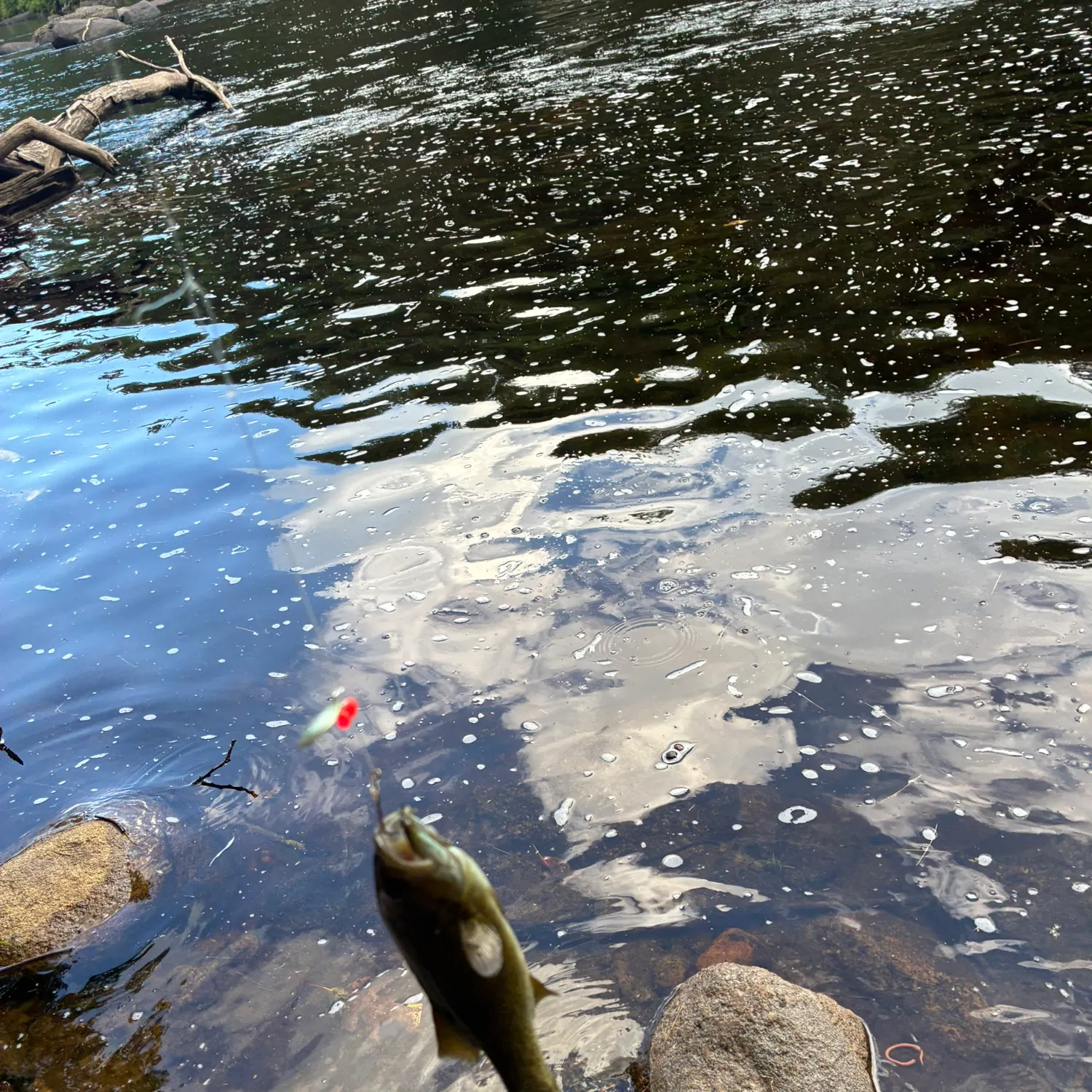 Brook trout caught on Fishbrain