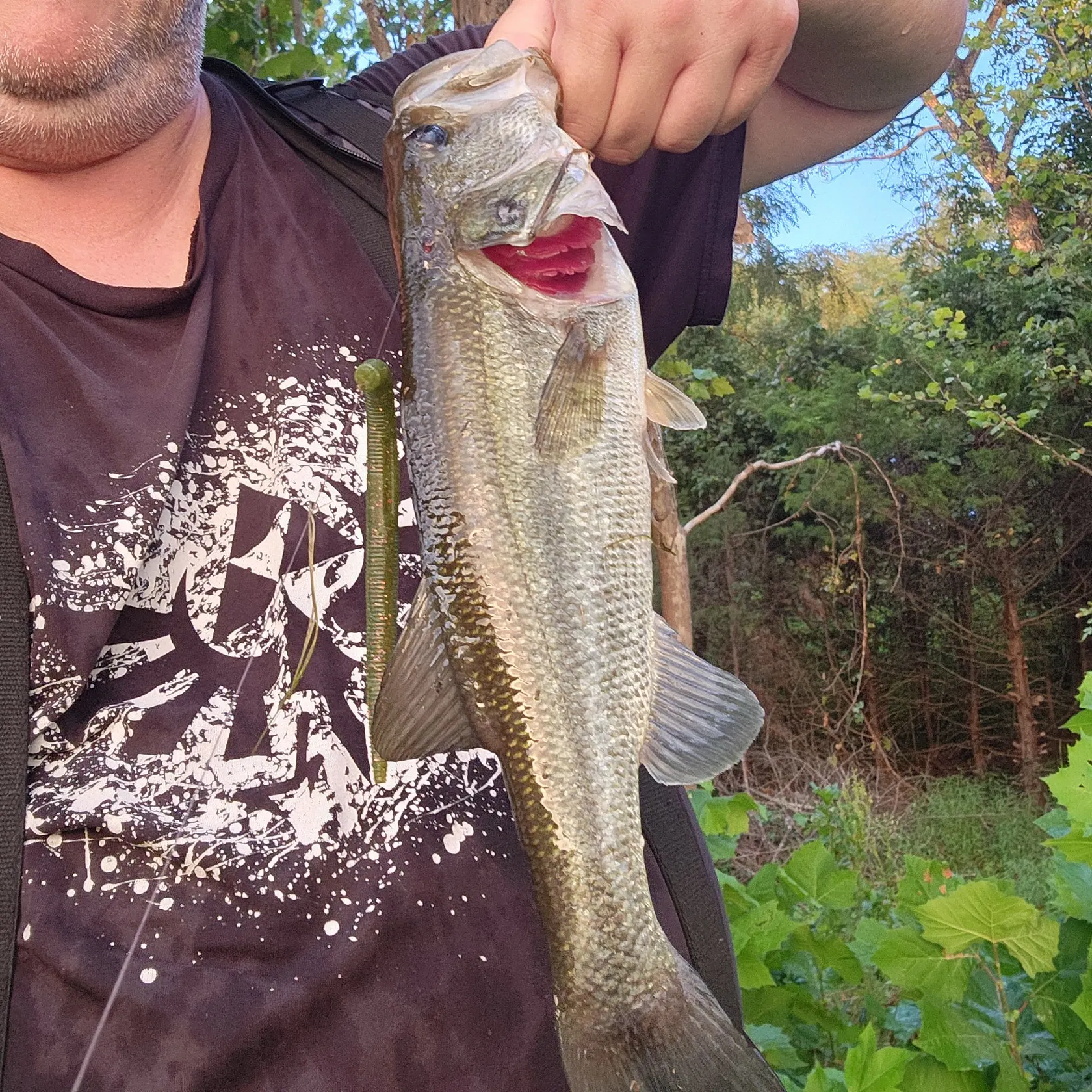 Largemouth bass caught on Fishbrain