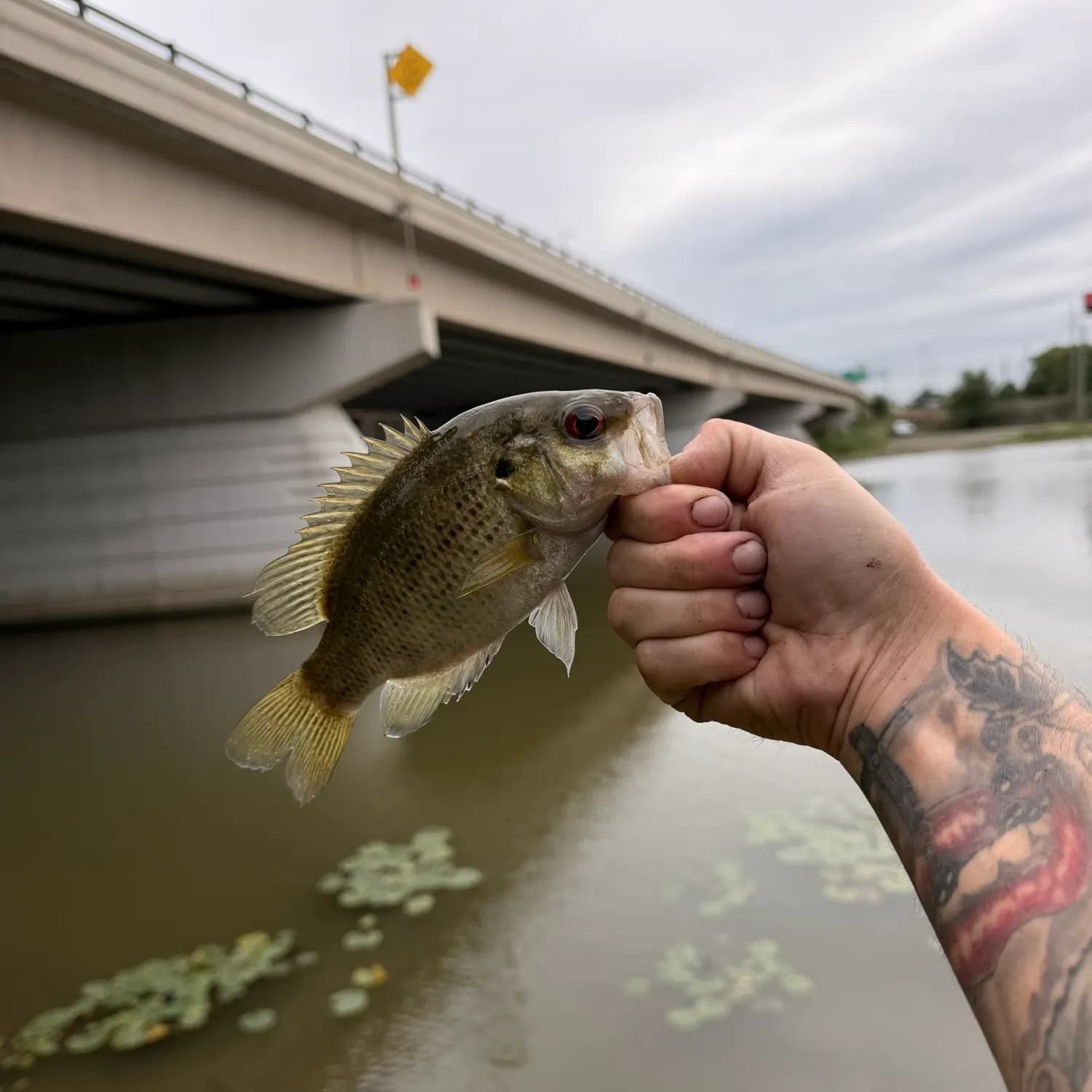 Rock bass caught on Fishbrain