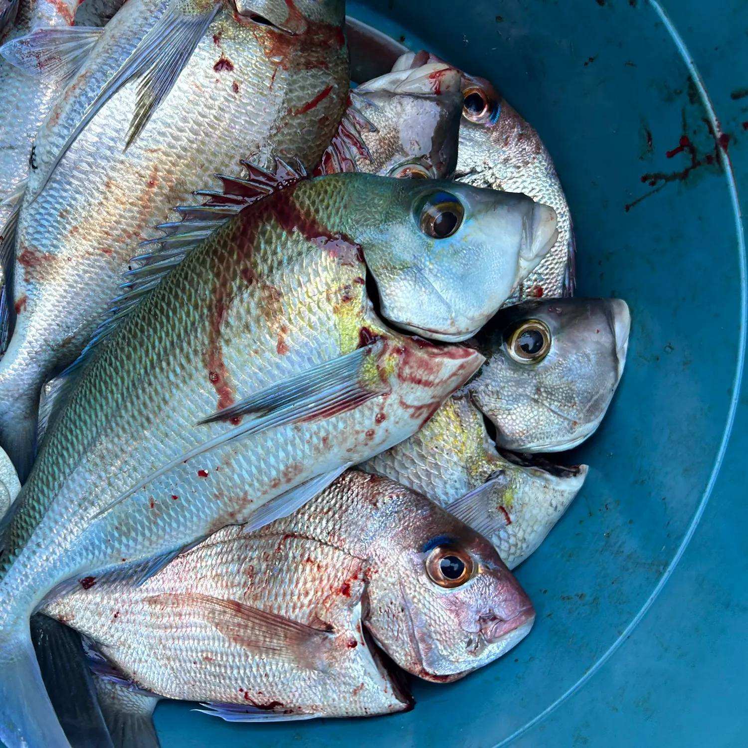 The most recent Blue morwong catches on Fishbrain