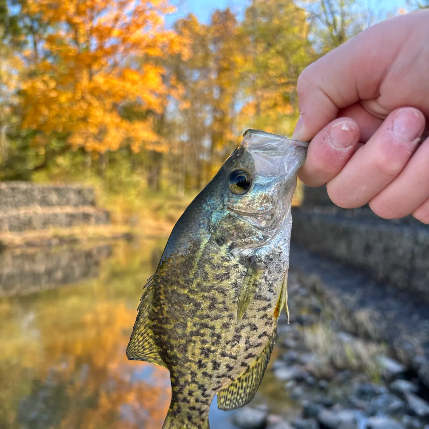 Black crappie caught on Fishbrain