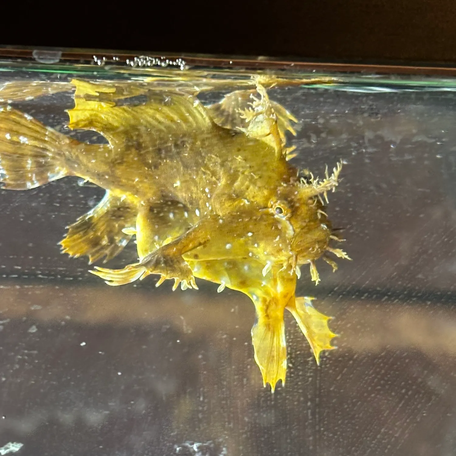 The most recent Sargassumfish catches on Fishbrain