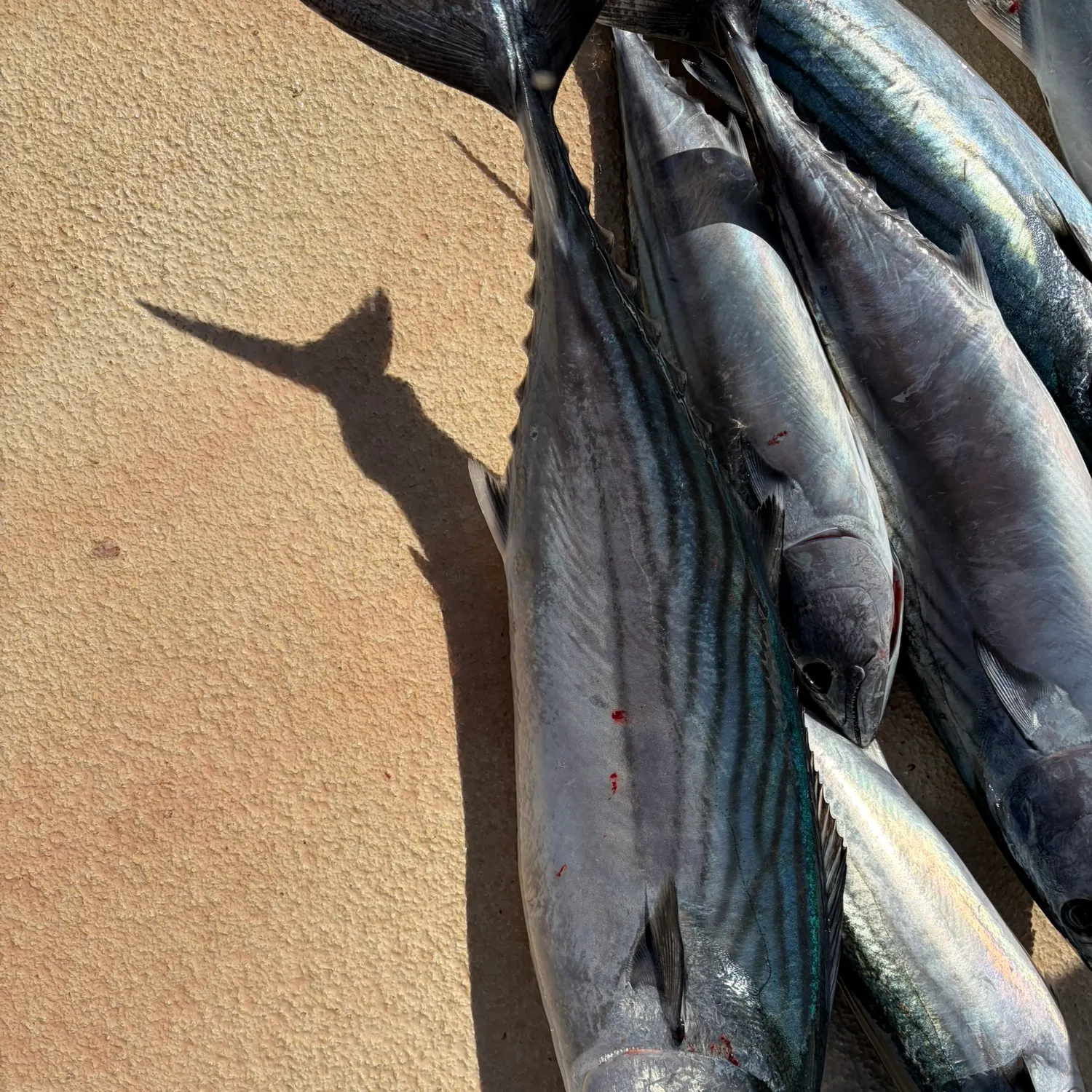 Striped bonito caught on Fishbrain