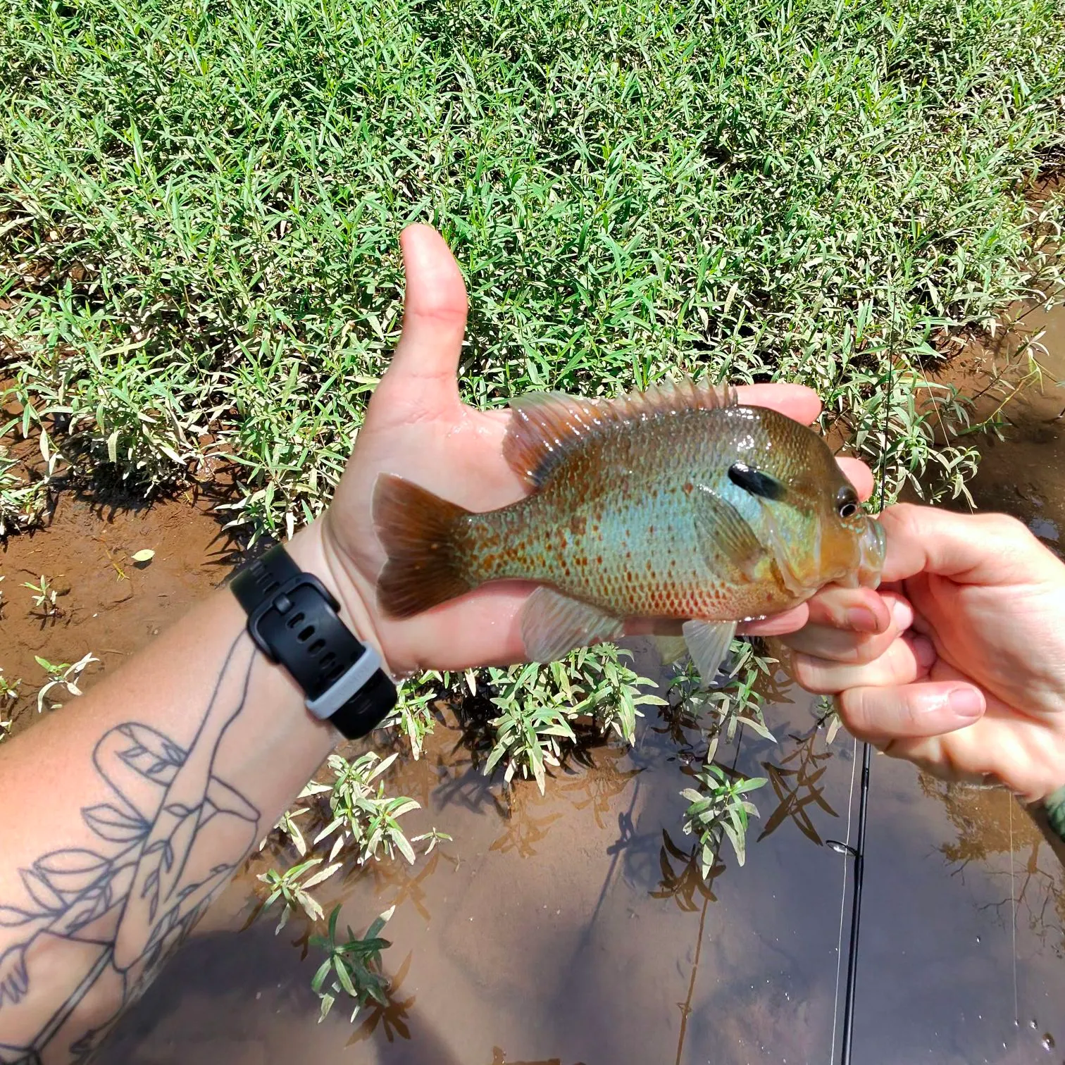 catch