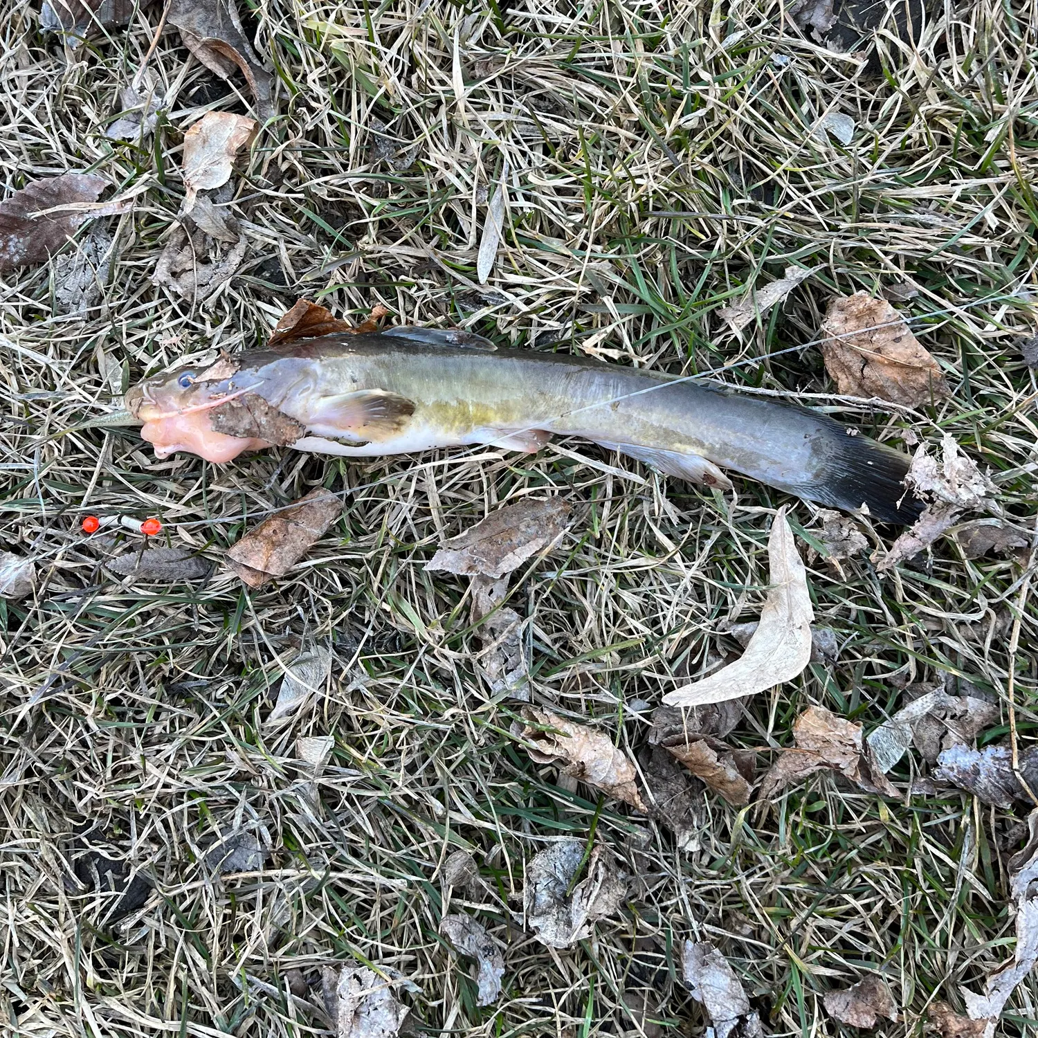 The most recent Stonecat catches on Fishbrain