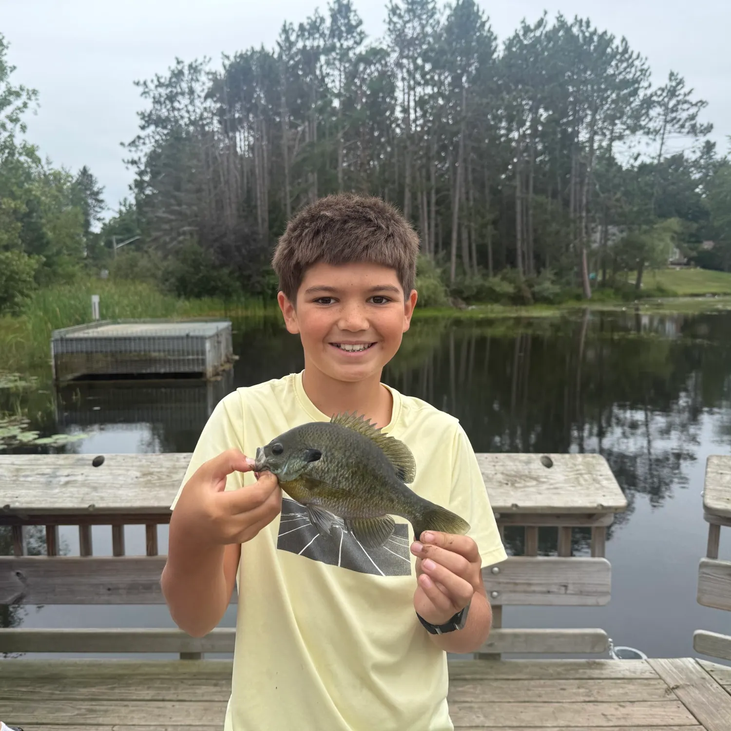 Bluegill caught on Fishbrain