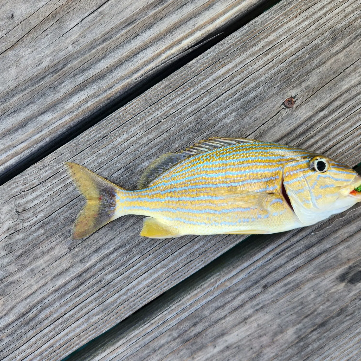The most recent White grunt catches on Fishbrain