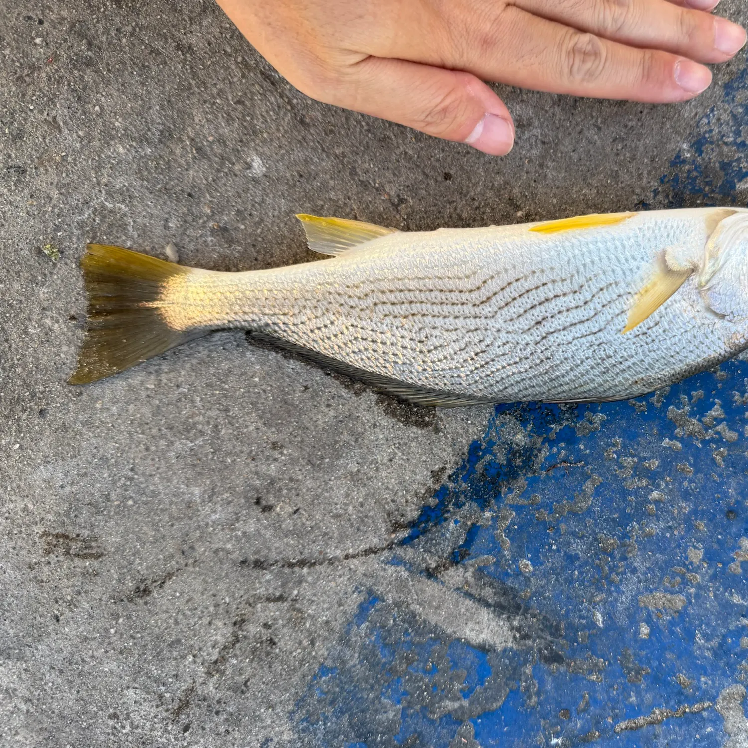 Yellowfin croaker caught on Fishbrain