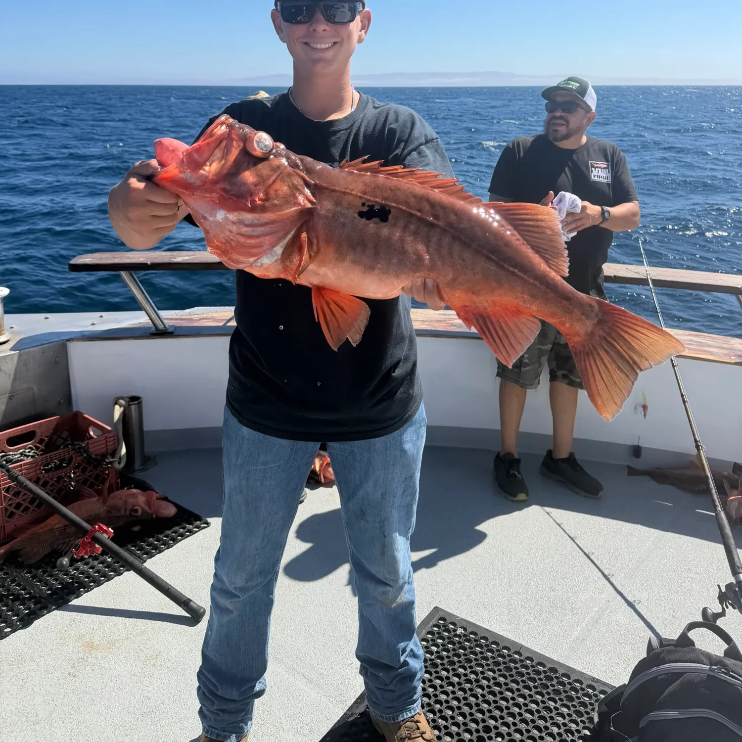 Bocaccio rockfish caught on Fishbrain