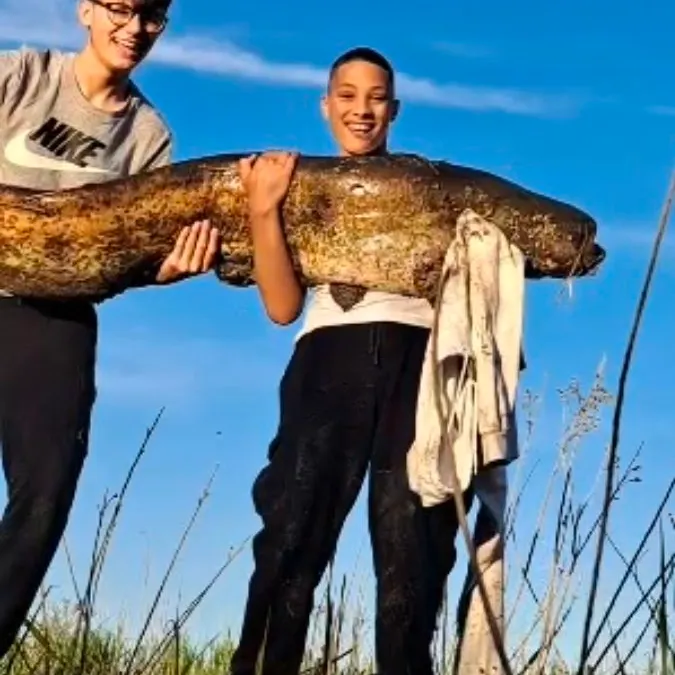 The most recent Wels catfish catches on Fishbrain