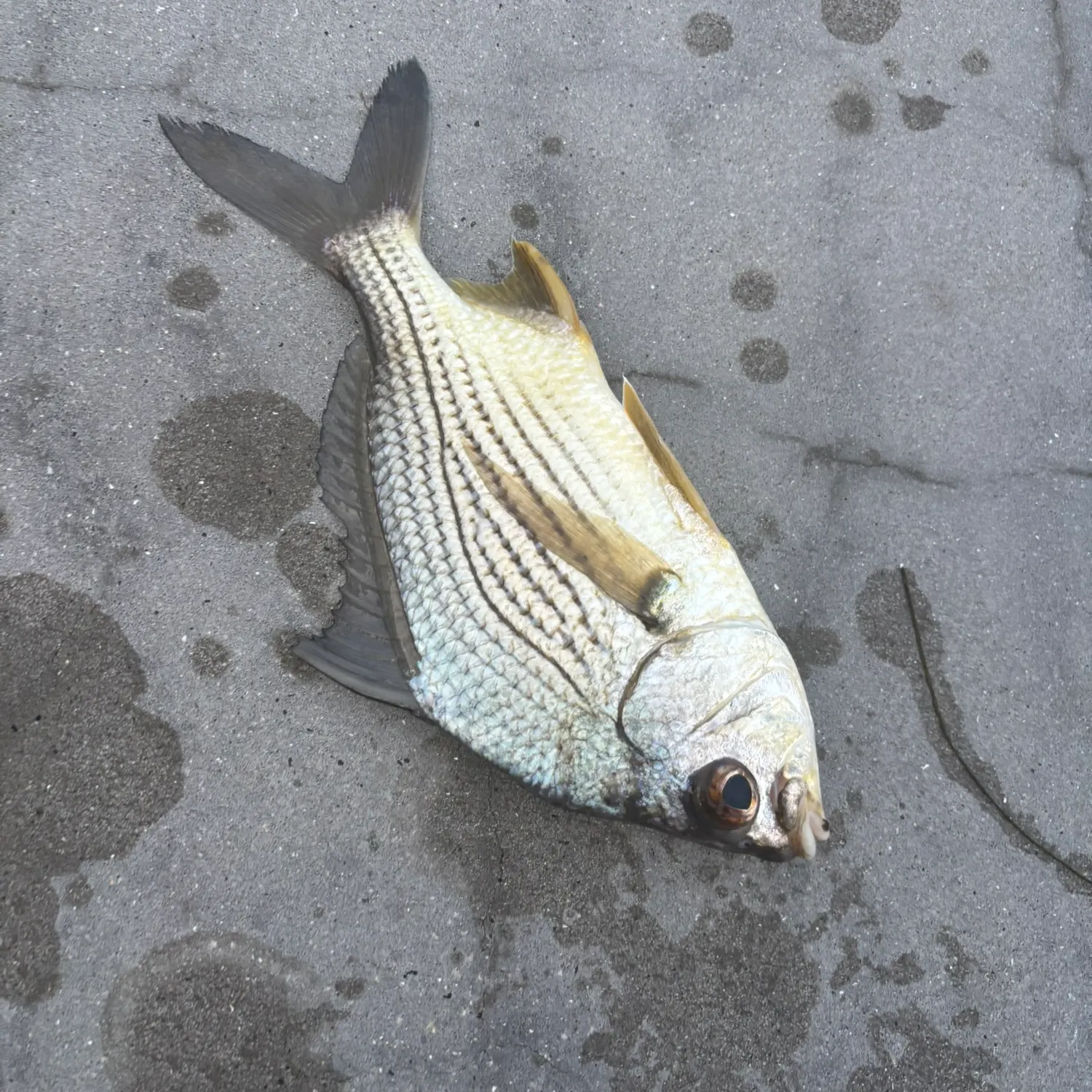 The most recent Striped mojarra catches on Fishbrain