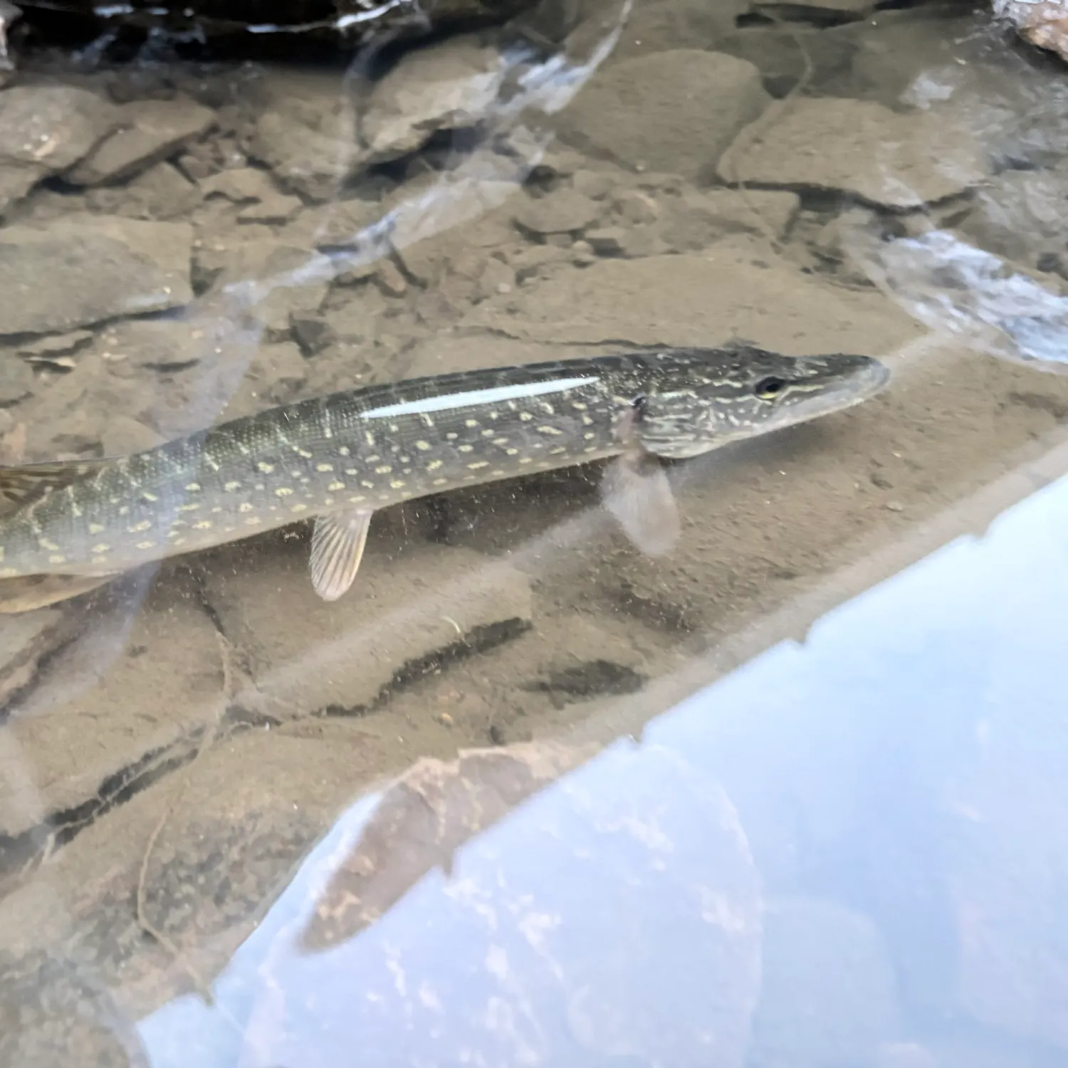 Northern pike caught on Fishbrain