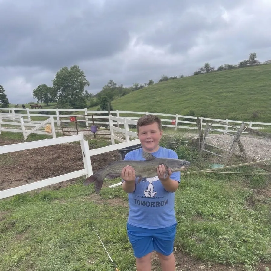 Channel catfish caught on Fishbrain
