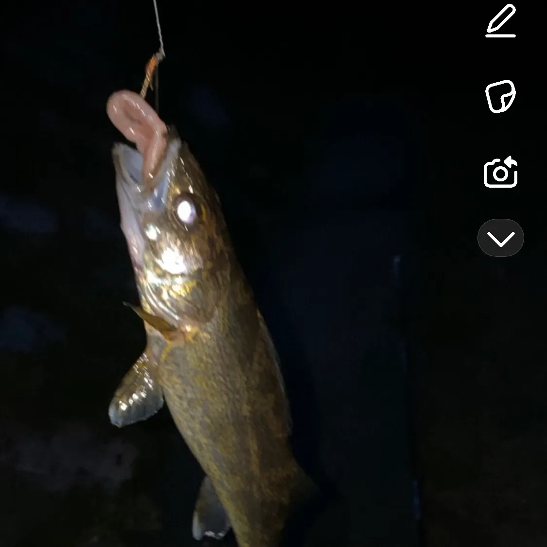 recently logged catches