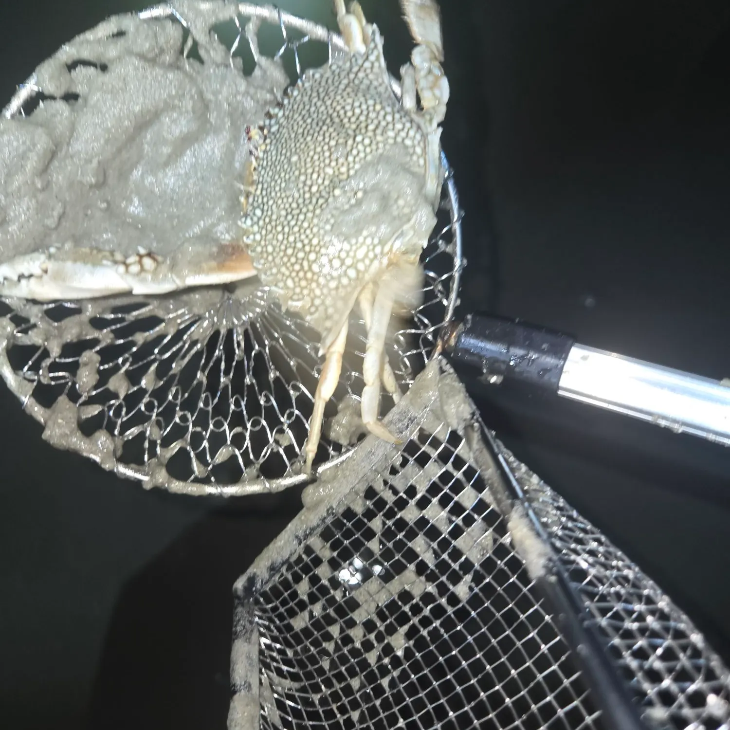The most recent Atlantic rock crab catches on Fishbrain