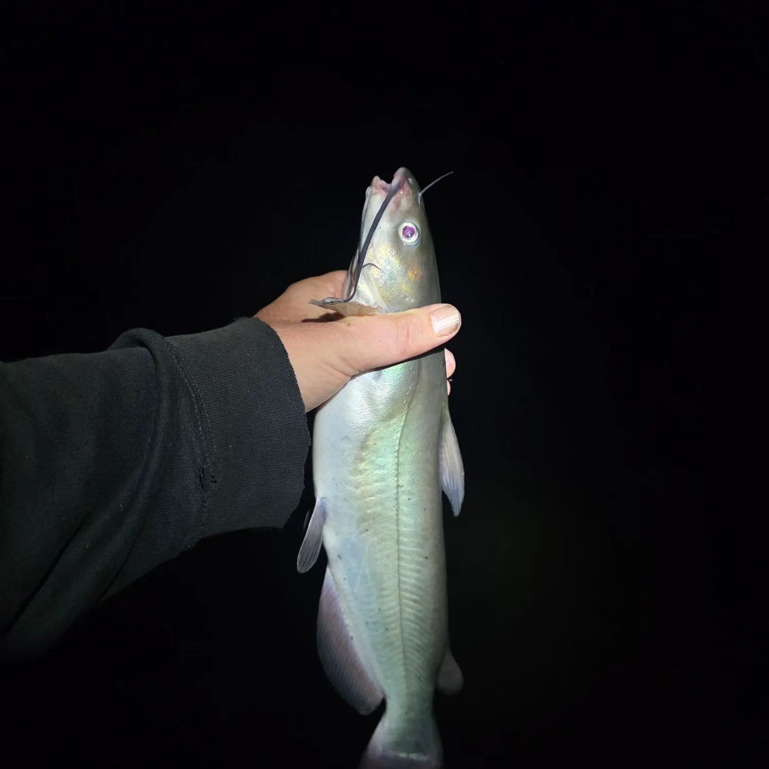 Channel catfish caught on Fishbrain