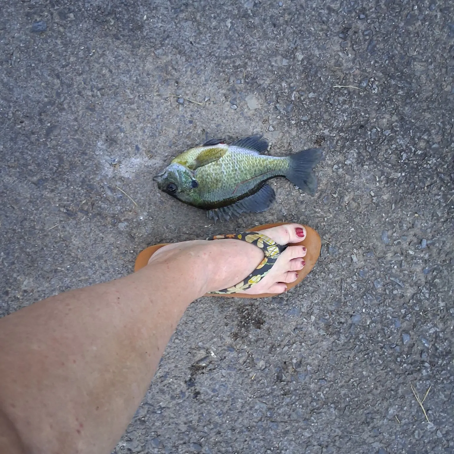 Greengill hybrid caught on Fishbrain